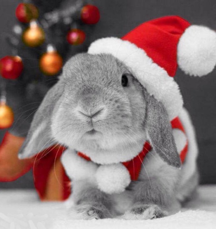 seungmin as bunnies tweet media