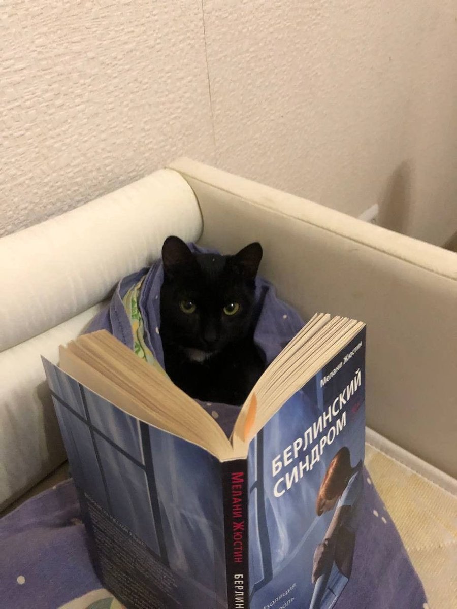 visualscat's tweet image. 