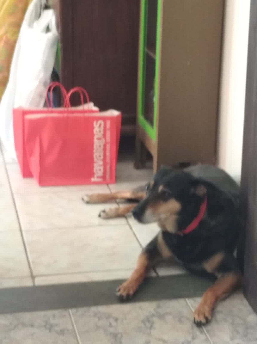 Feliz Natal com Mel de guarda, pq aqui bolsogado não chega perto.