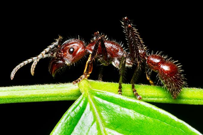 update_hub_'s tweet photo. @wildanimalpis ☠️Top 10 most venomous wasps in the world-

1. Bullet Ant
2. Tarantula Hawk Wasp
3. Asian Giant Hornet
4. Executioner Wasp
5. Warrior Wasp
6. Yellowjacket
7. Paper Wasp
8. Bald-faced Hornet
9. European Hornet
10. Red Velvet Wasp https://t.co/wUXkidBnUI