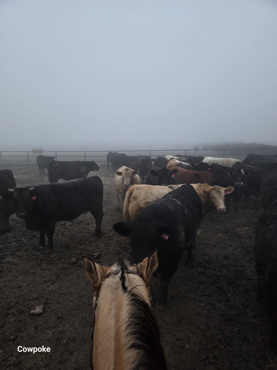 Cowpoke returns tweet media