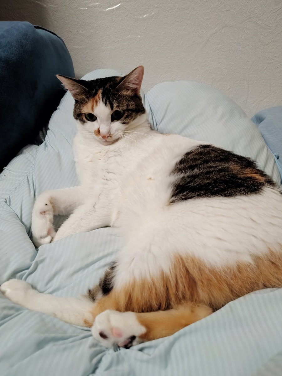 三毛猫様♡ありがとうございます♡ 三毛猫】チャンネル登録10,000人ありがとう動画（2023年8月21日