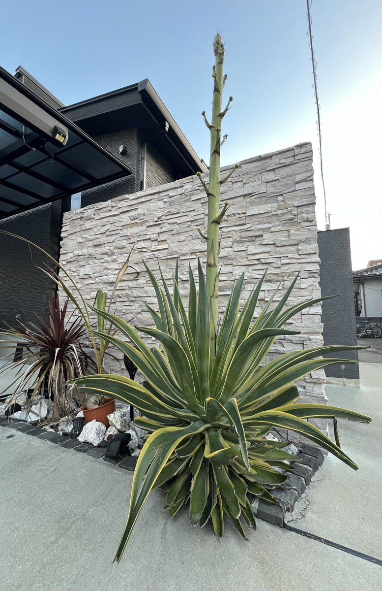 【アガベ中株】サイドわしゃわしゃ、希少！オリジン アガベ中株】サイドわしゃわしゃ、希少！オリジン - メルカリ