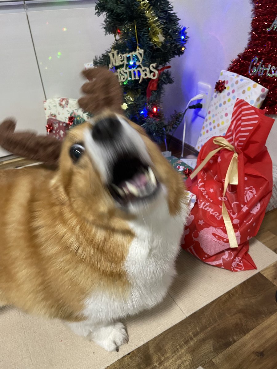 corgi_616161's tweet photo. 欲張りなトナカイ🎅🎄
🐶「全部オレの！」👩🏼「違うよ」
#コーギー #corgi #もふもふ #コーギーのいる暮らし https://t.co/qOXnDrJzqN