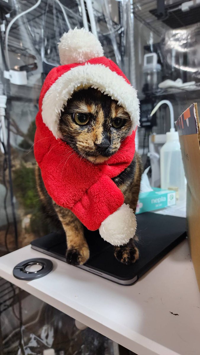 嫁バーナー tweet media