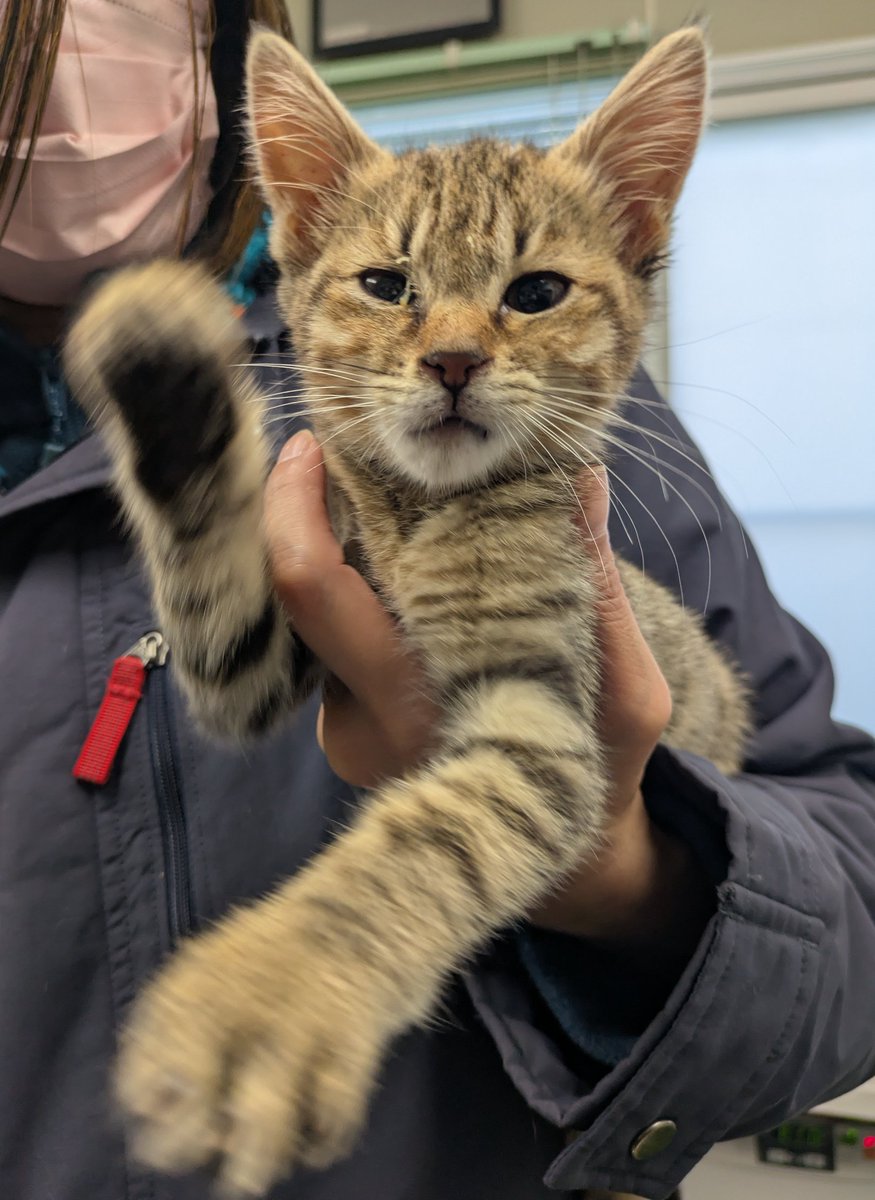 TigerSundayKeiba (@TigerSunKeiba) / Posts / X