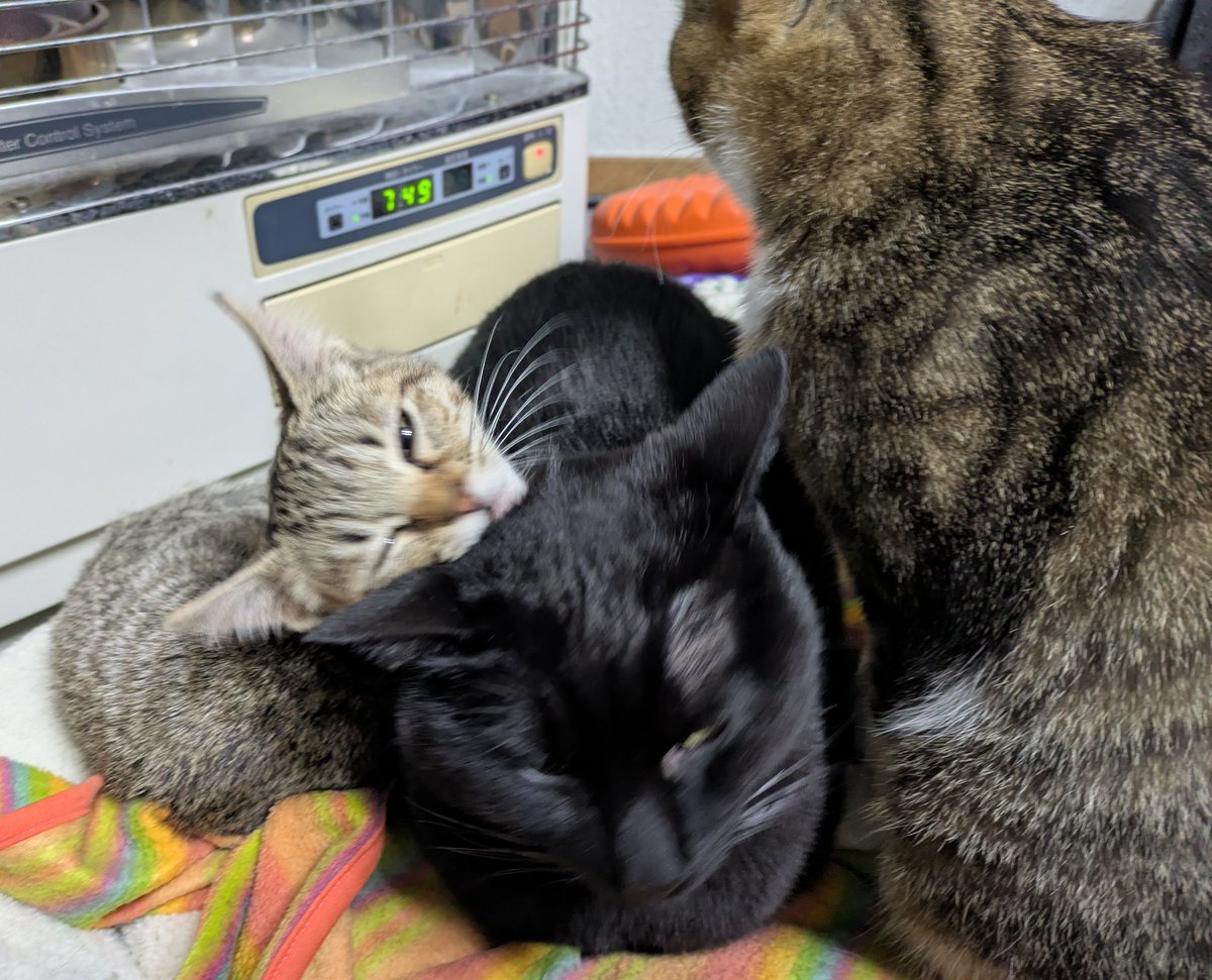 本日8/11即購入3000円値下げ❣️⭐︎マディソンブルー　カーキ　00 マディソンブルー買取・委託販売 | retro【レトロ】