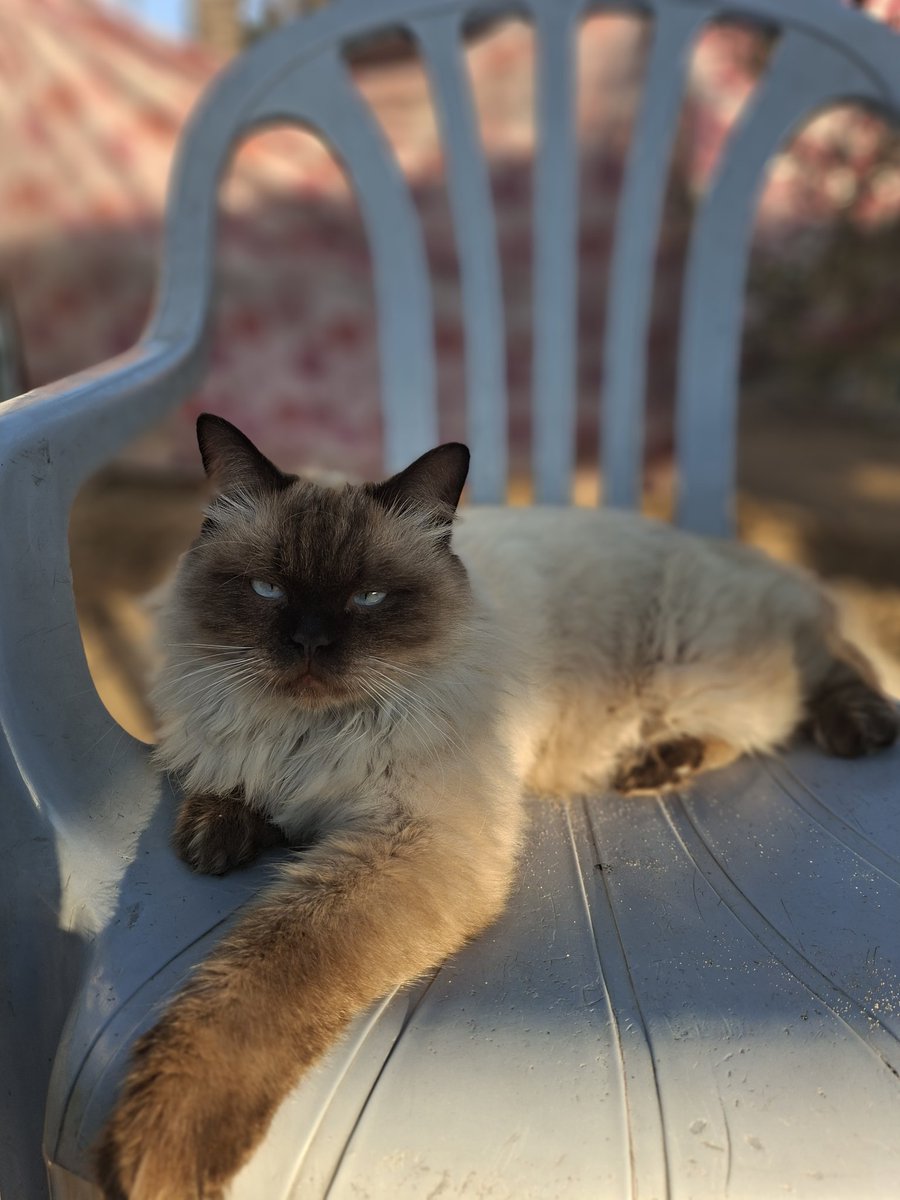 MustafaAmeen30's tweet image. Misho is back, but he has a problem💔