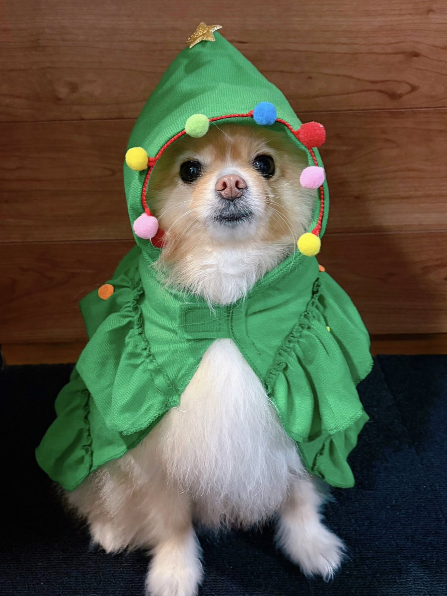 ポメラニアンこまめ (@gfPaOgtThRvy6QP) / Posts / X