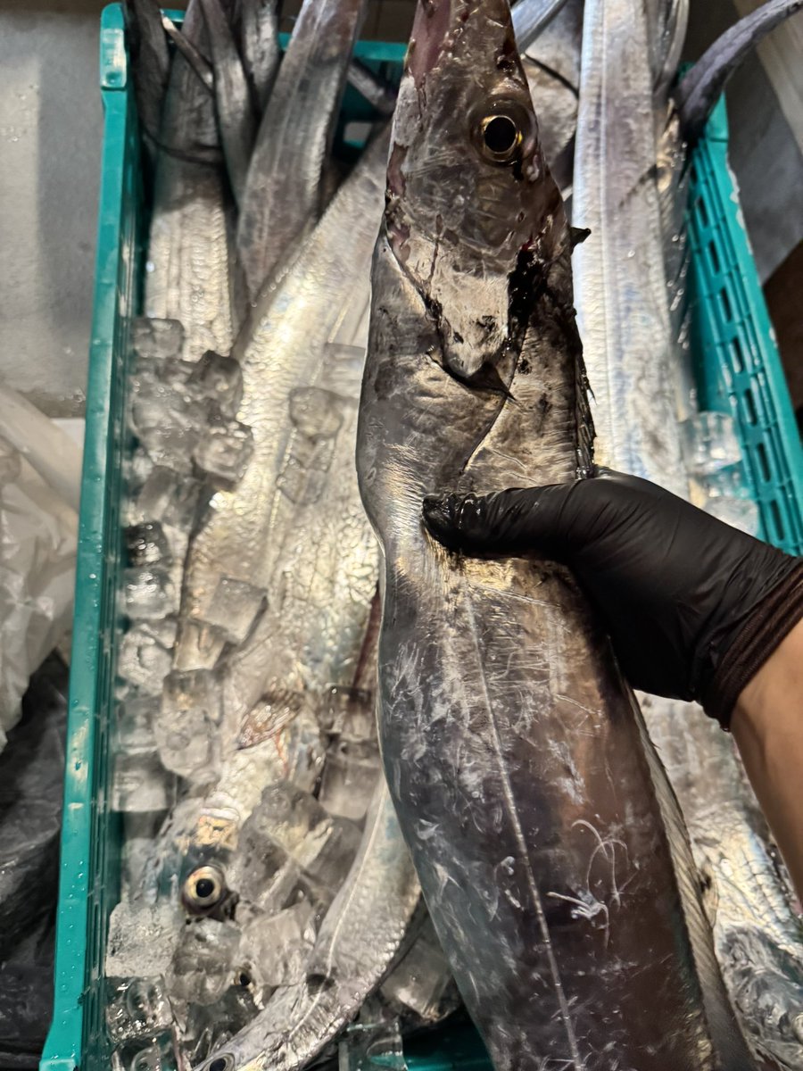 やっぱクリスマスは太刀魚っしょ