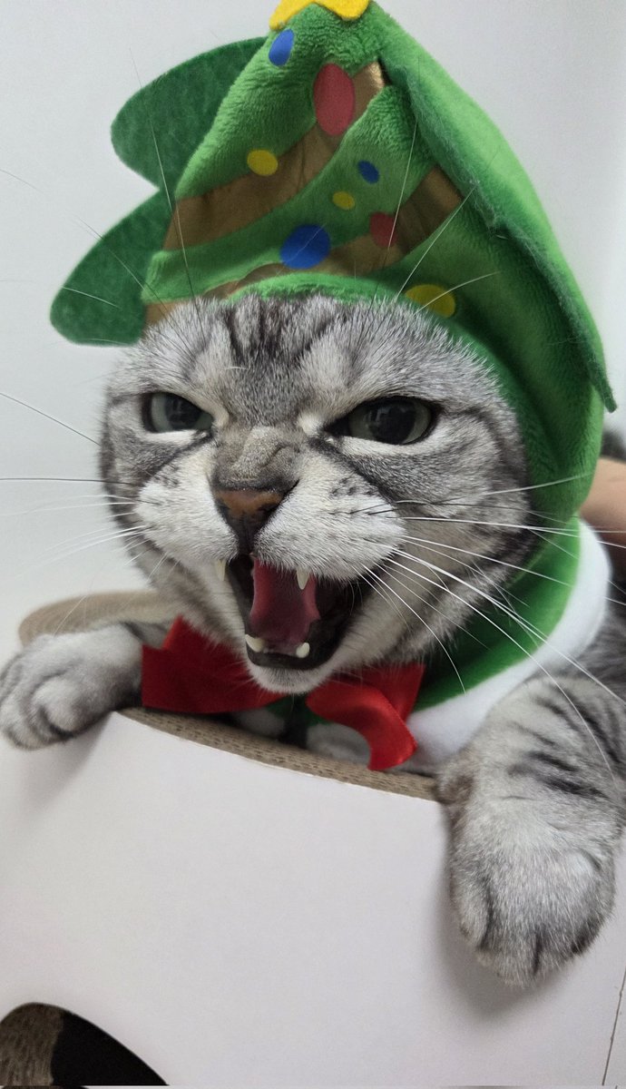 유행에 무딘 언니 때문에 올해도 그냥 루돌프와 트리가 되버린 냥이들과 
🎄✨메리크리스마스✨🎄입니다