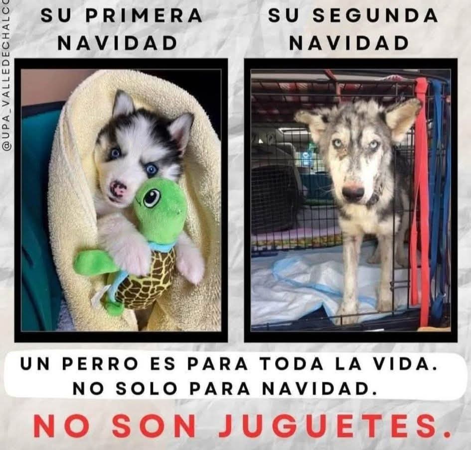 Amable recordatorio para que nunca nunca regales animales. 
Tener un perro no es para cualquiera , tienes que saber cuidar. Debes estar consciente de que implica mucha responsabilidad, tiempo y dinero.  
Los perros que ves en redes sociales que casi "hablan" son así porque sus