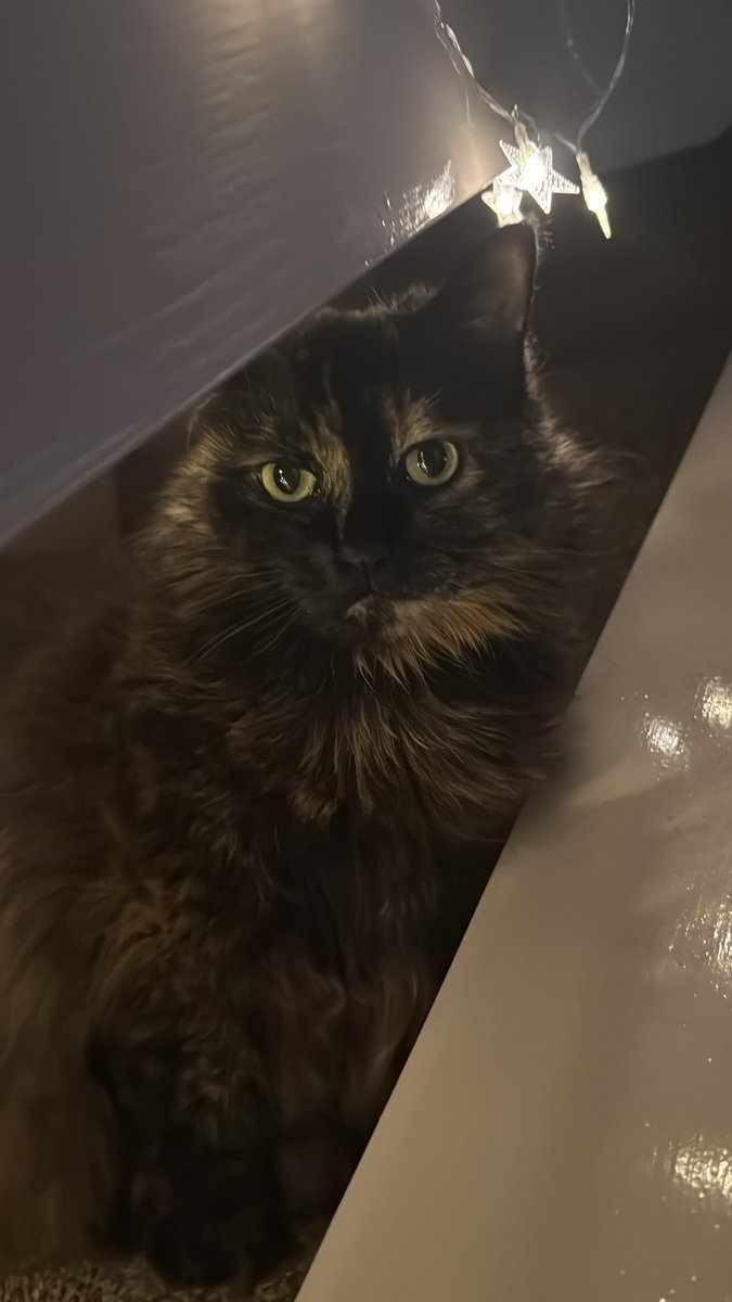 MelHumphrey2's tweet photo. Winry is 11 today 🥹can’t believe she’s classed as an elderly cat now 😭anticipating grief is real 🥲 https://t.co/FWlGToPgbb