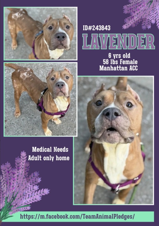 NMBewitched's tweet image. Lavender
#ChristmasEve 
#Christmas 
#NewDogontheBlock 
nycacc.app/#/browse/243843 
#AdoptMe 
#RescueMe 
Pledge 

Lavender survived Intake 
🚑Emaciated, anemic, dermatitis

Lavender is scared &amp;amp; shy 
After years of neglect 
Still willing to trust &amp;amp; love

Blossoms w/ kindness,…