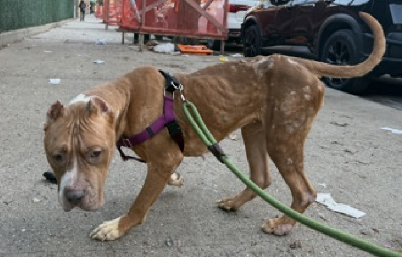 NMBewitched's tweet image. Lavender
#ChristmasEve 
#Christmas 
#NewDogontheBlock 
nycacc.app/#/browse/243843 
#AdoptMe 
#RescueMe 
Pledge 

Lavender survived Intake 
🚑Emaciated, anemic, dermatitis

Lavender is scared &amp;amp; shy 
After years of neglect 
Still willing to trust &amp;amp; love

Blossoms w/ kindness,…