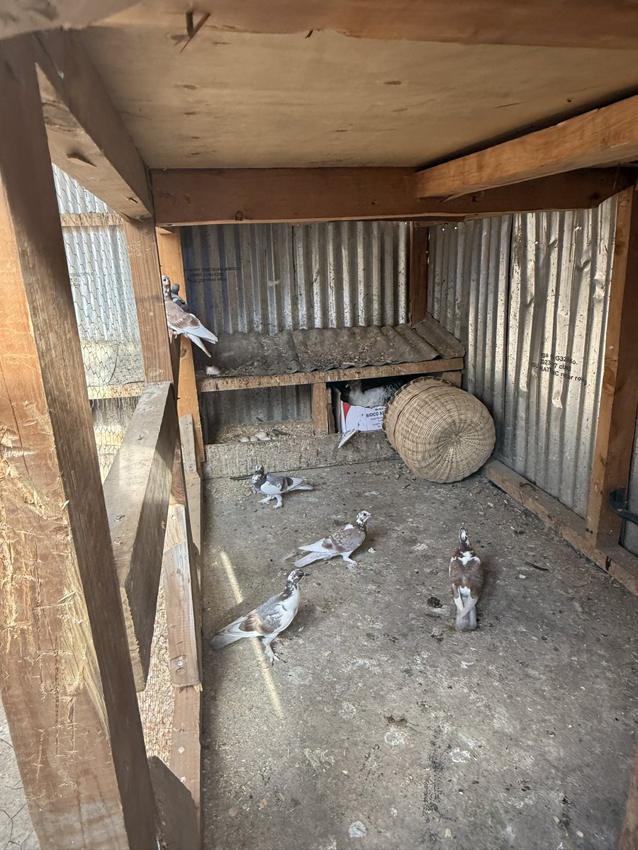 SomoinaKapeen's tweet image. Country life😍