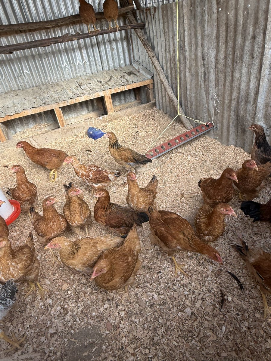 SomoinaKapeen's tweet image. Country life😍