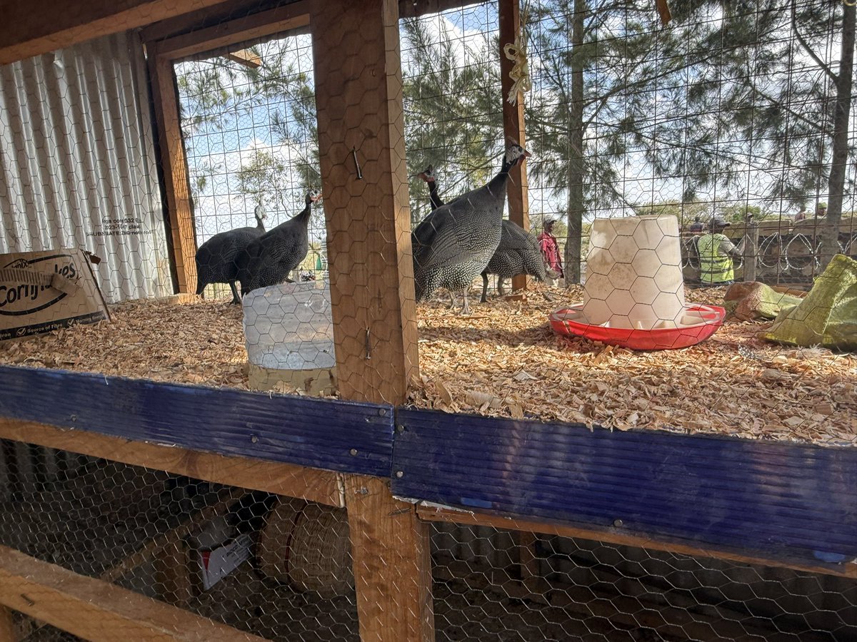 SomoinaKapeen's tweet image. Country life😍