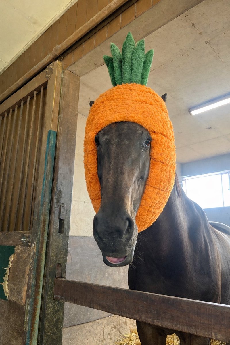 人参食べたいでぇす🐴ﾆｼﾉﾏﾅﾑｽﾒ

スーパーに行っても人参買い忘れるねん
ごめんって…