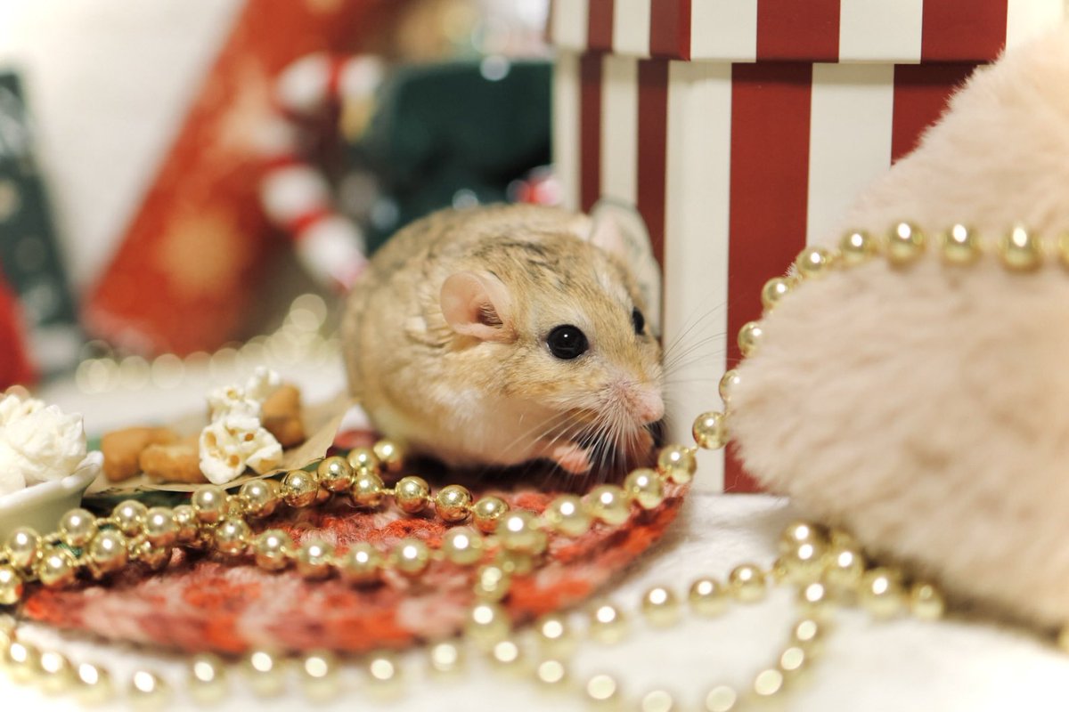 ゆっこ🐭ねずみの雑貨屋CLOVER🍀 (@nezumi3illust) / Posts / X