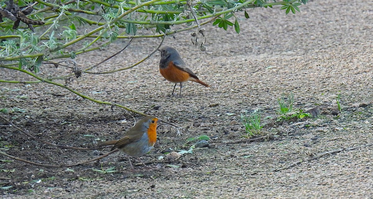 jane crossen tweet media