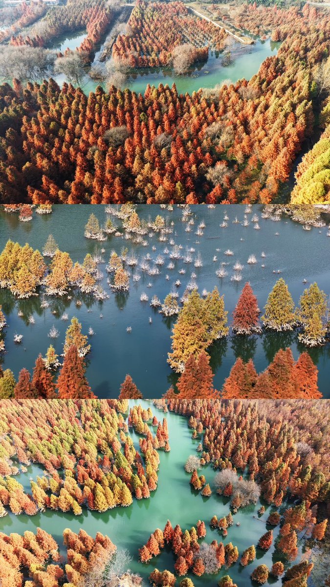 ShanghaiEye's tweet image. IN PICS: As early winter arrives, dawn #redwood forests glow with shades of red and gold at a #wetland in Dianwei village of #Kunming, #Yunnan province.