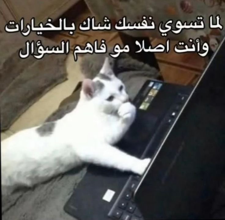 𝗦𝗵𝗮𝗱𝗶. tweet media