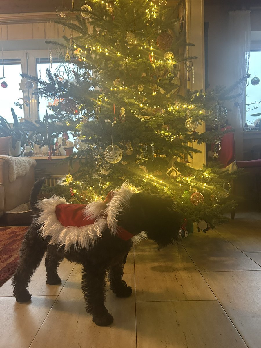 wenn ihr alle brav wart, kommt der weihnachtsschnauzer  auch zu euch - ein frohes fest 💗