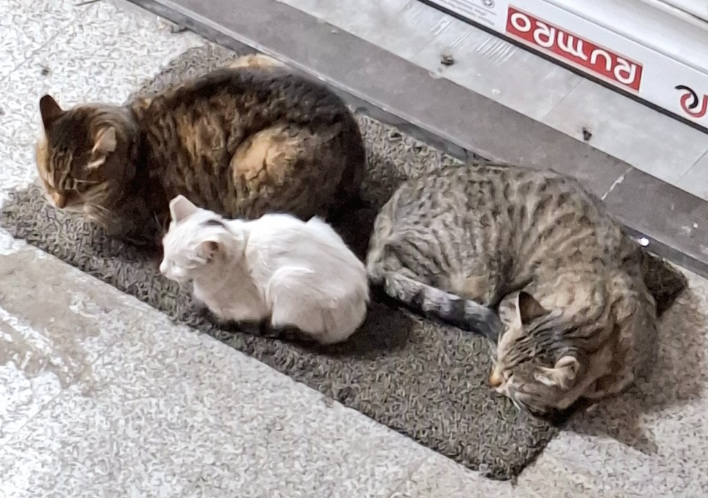 erfun_qb's tweet photo. Sweet like honey, karma is a cat!🥹🙌 https://t.co/TFFDxa2Oqb