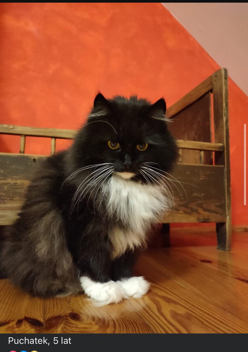 KSzalew's tweet image. Człowiek choruje. Zanim odejdzie szuka nowych domów dla swoich kotów. W związku z chorobą sprzedał dom i muszę się przenieść do miasta. Nie może ich zabrać ze sobą.Domu szukają 2 koty (Puchatek i Timi) i kotka (Malutka),wszystkie się przybłąkały.
Tel do Pana Grzegorza 601 211 278