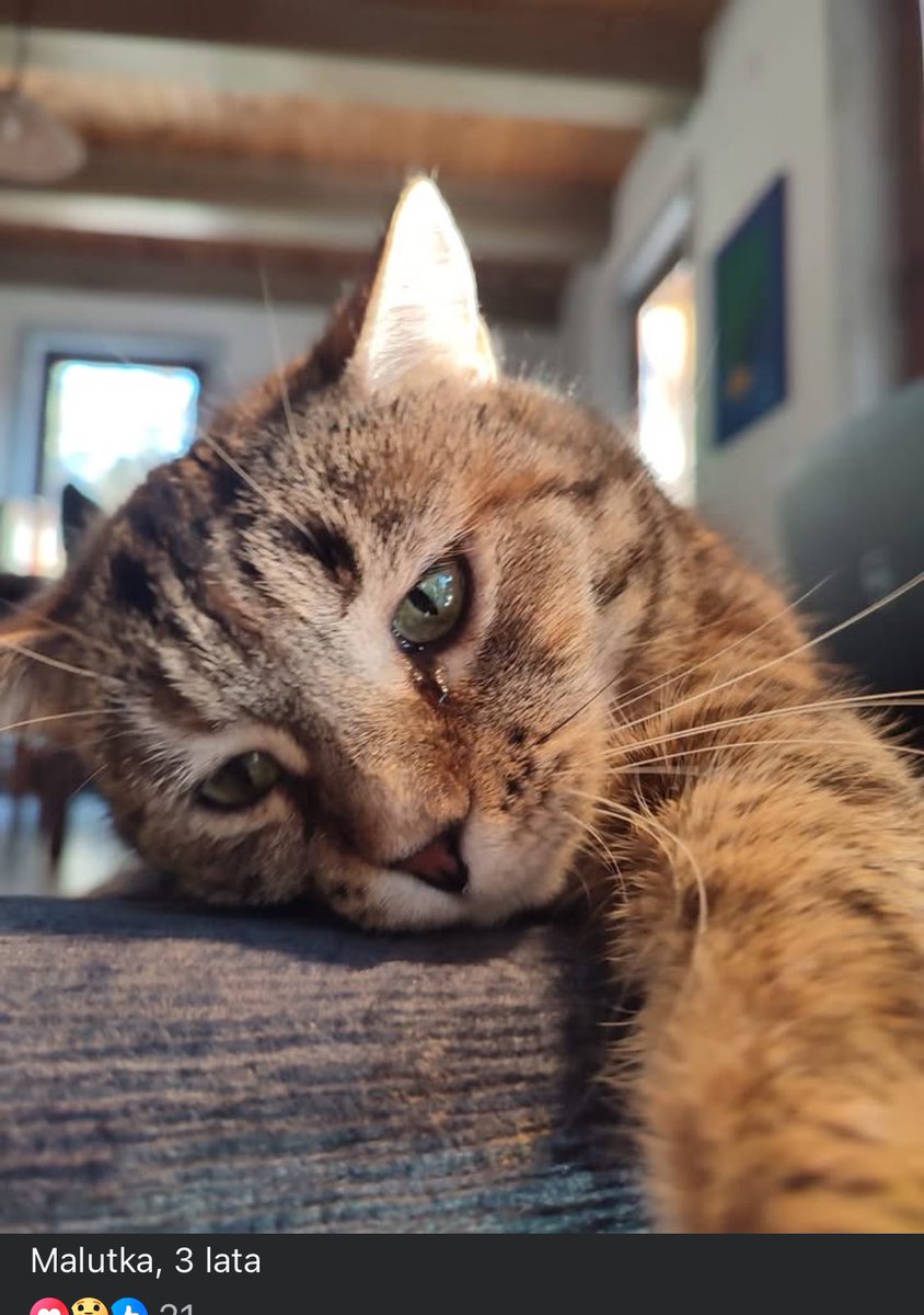 KSzalew's tweet image. Człowiek choruje. Zanim odejdzie szuka nowych domów dla swoich kotów. W związku z chorobą sprzedał dom i muszę się przenieść do miasta. Nie może ich zabrać ze sobą.Domu szukają 2 koty (Puchatek i Timi) i kotka (Malutka),wszystkie się przybłąkały.
Tel do Pana Grzegorza 601 211 278