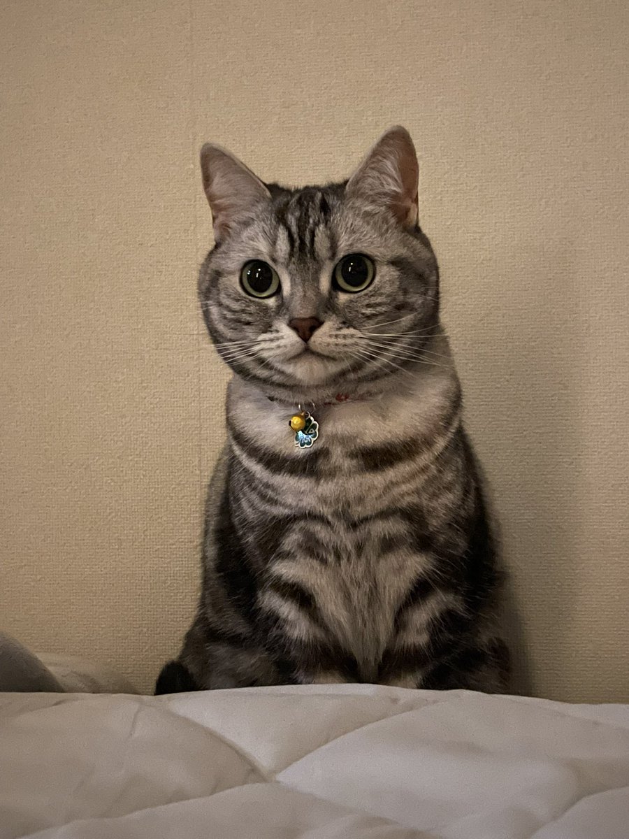 ラフだけ描いて間に合わない事を悟り
 chatGPTに試しに清書して貰ったら
すっごくいい感じにしてくれた。

あと写真でもクリスマス画像作って貰った。

 …が…自分の絵じゃなくなってしまって
なんか悔しいのでまた自分でちゃんと
清書版描こう…来年用かな…。