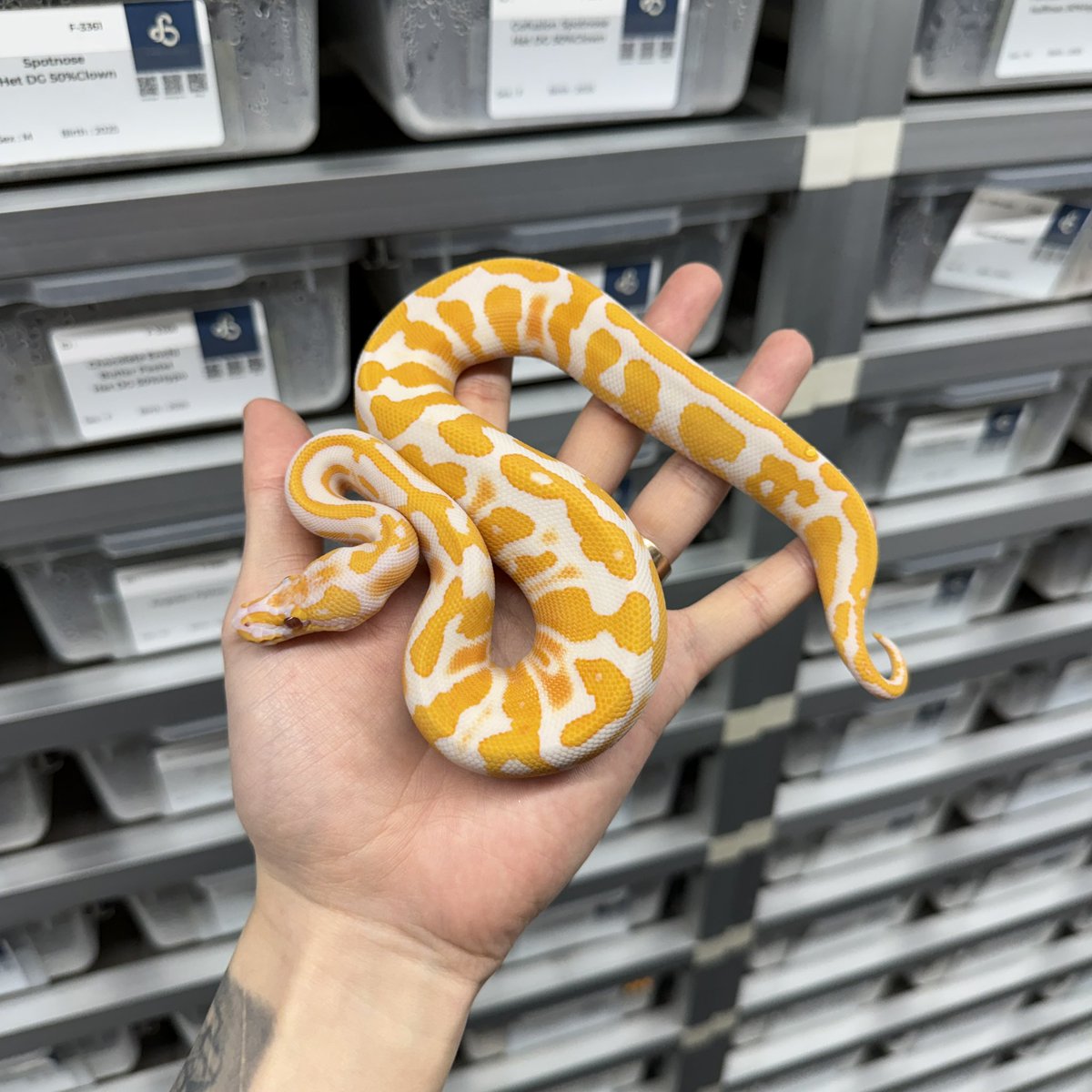 ヒ*ロ様 ☘️ スペシャルイベント☘️ラスト2☘️371 ❤️超希少【カメレオン Sunset ♂ sold ♂あと残り1本です🌇 . . . #ボールパイソン #サン