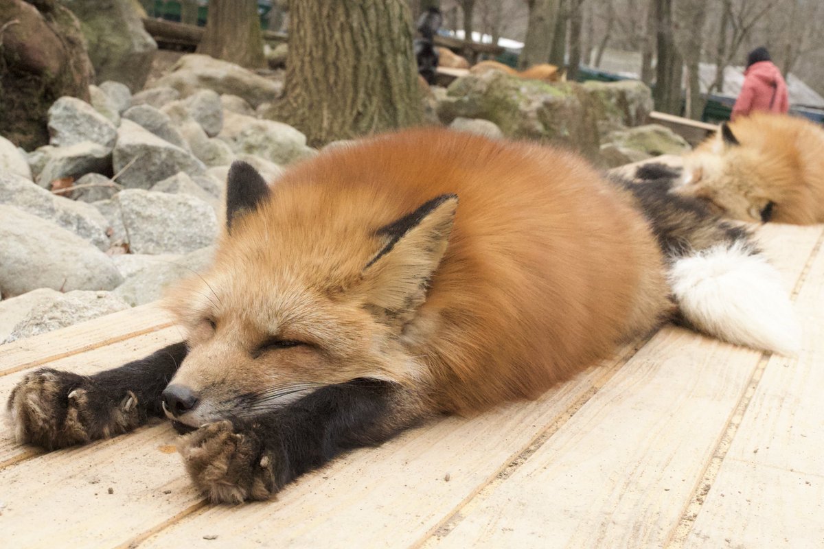 Orca Analog Review - The Arcade Stick, image size:1200x800