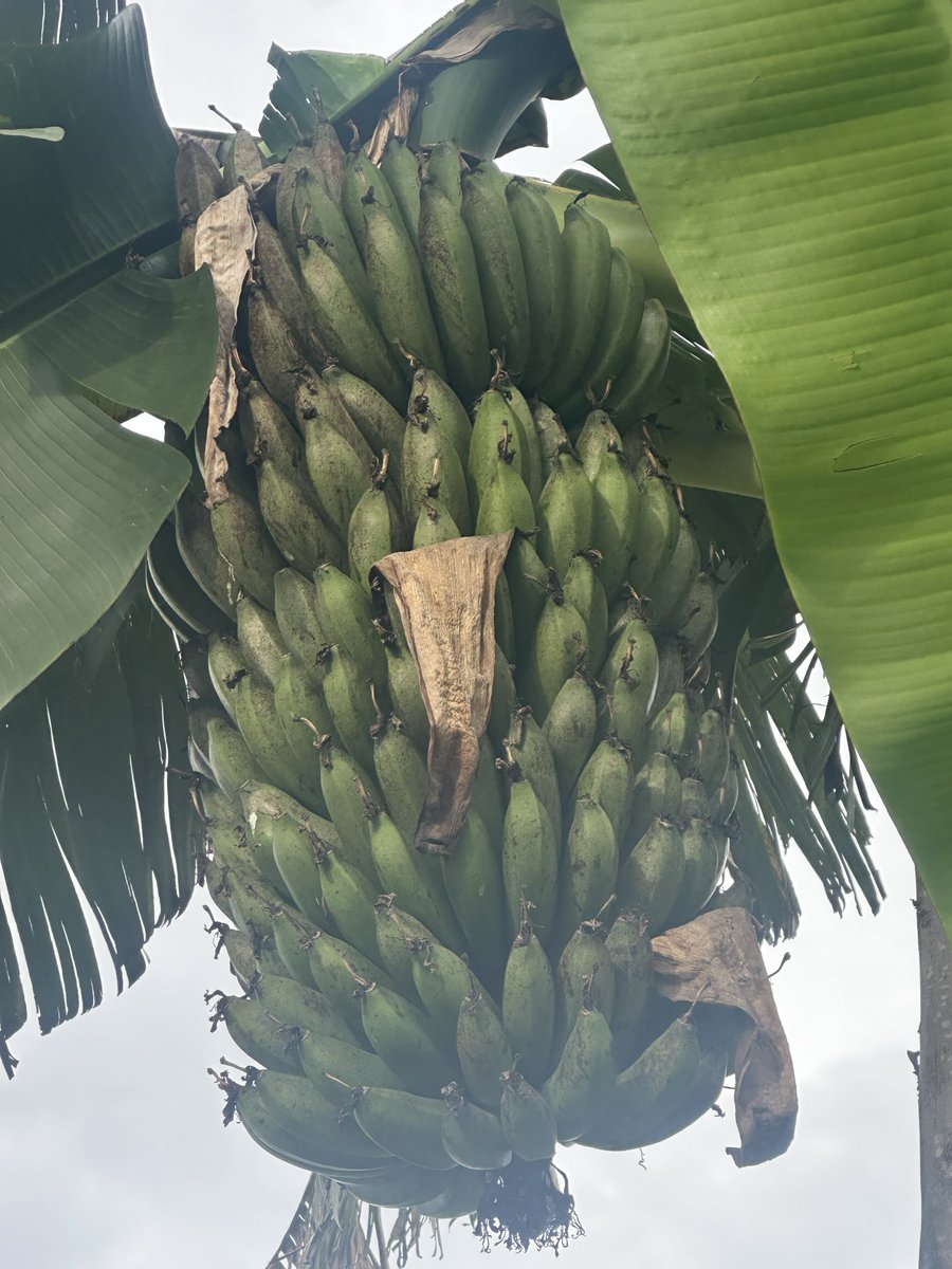 Rwakakamba's tweet photo. Hello @MAAIF_Uganda / @narouganda  — Is this some kind disease? Some bananas here at Heartland farm are changing the color, some fruits reddening but leaves are super ok. Kindly advise. 🙏🏿 https://t.co/I23BlLdvS1