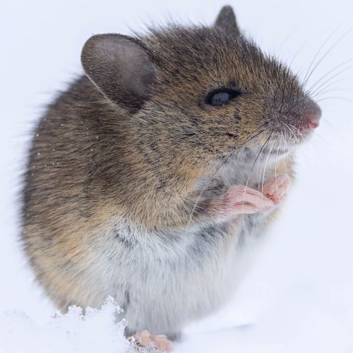 i could not be less in the mood for christmas, instead look at this mischievous little mouse