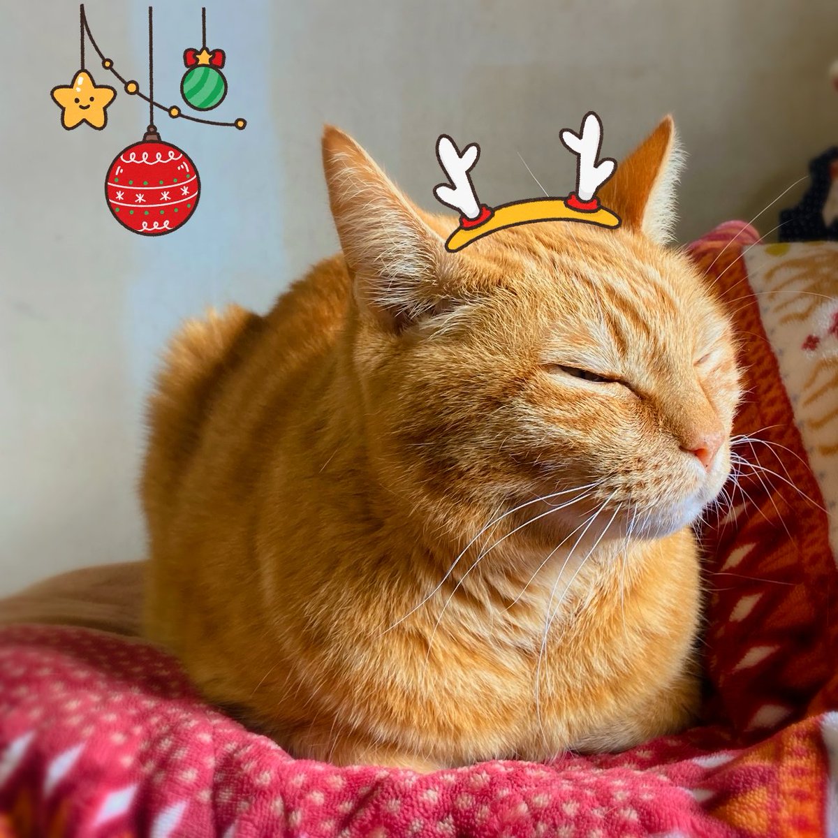 くりすます?
知らん、仕事じゃ、寝るっ！