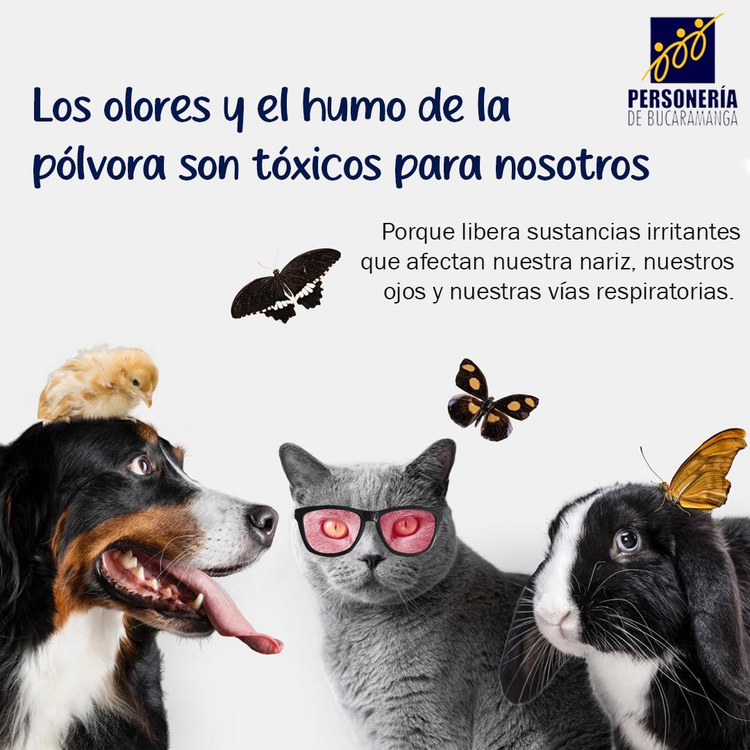 Para muchos es celebración, pero para los animales es miedo, estrés y dolor.
El ruido de la pólvora les causa ansiedad extrema, desorientación, taquicardia y hasta la muerte. Cuidarlos también es nuestra responsabilidad. Celebremos con respeto y conciencia. 🐶🐱❤️

#NoALaPólvora