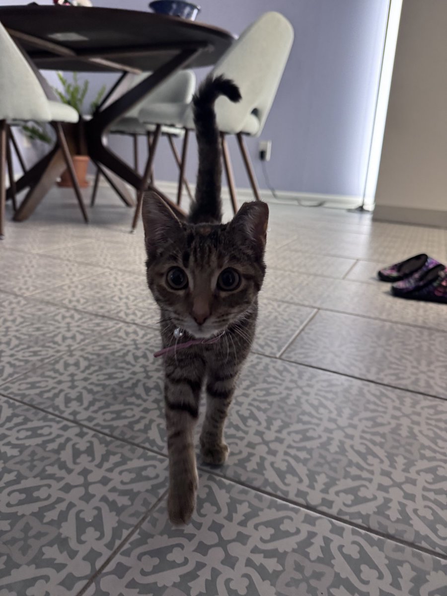 Daughter adopted a 4-pound kitten. Which makes me a new grandad, I reckon.