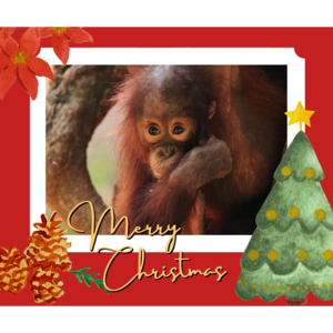 orangulandtrust's tweet photo. Why not make an end-of-year donation of what you would have spent on Christmas cards and stamps via #DontSendMeACard and send up to x100 Christmas e-cards in support of ORANGUTAN LAND TRUST!π¦§
We have lots of fantastic designs; take a look here: https://t.co/5z2FNr3dVT https://t.co/RTIvIVIhIK
