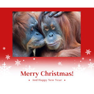 orangulandtrust's tweet photo. Why not make an end-of-year donation of what you would have spent on Christmas cards and stamps via #DontSendMeACard and send up to x100 Christmas e-cards in support of ORANGUTAN LAND TRUST!π¦§
We have lots of fantastic designs; take a look here: https://t.co/5z2FNr3dVT https://t.co/RTIvIVIhIK