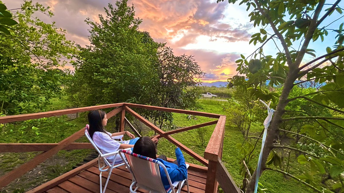 The peace and sound of Nature and green#somewhere the sun touch down and rest into the darkness☕️🦋🪴peace for all.End of the year 2025.Begining of the year 2026😇