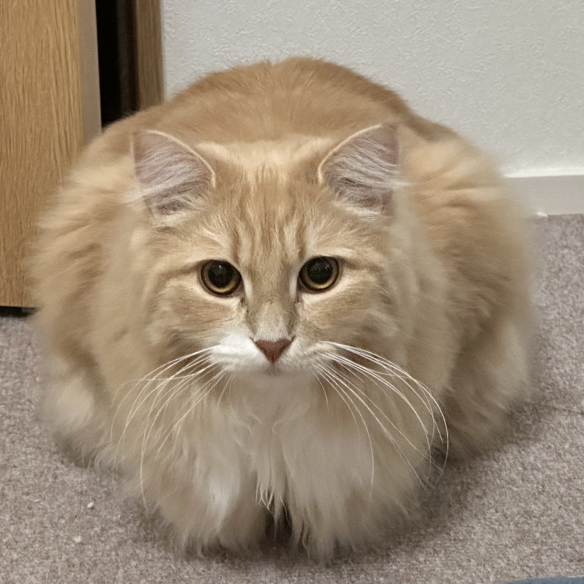 メリークリスマス🎄
これは…猫ですか？
何だか球体のようなマヌルネコのような形状…