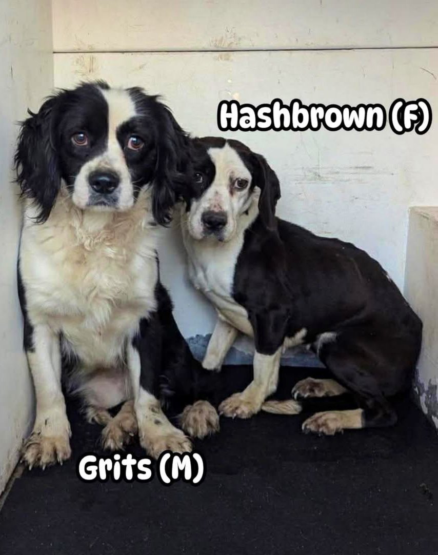 LacDonna's tweet image. These sweet dogs are scared after being seized from owner but they will finally be given a chance at love. Please, please pledge and retweet for Hashbrown and Grits. They need you now. They need a rescue commitment. All pledges are greatly appreciated!!