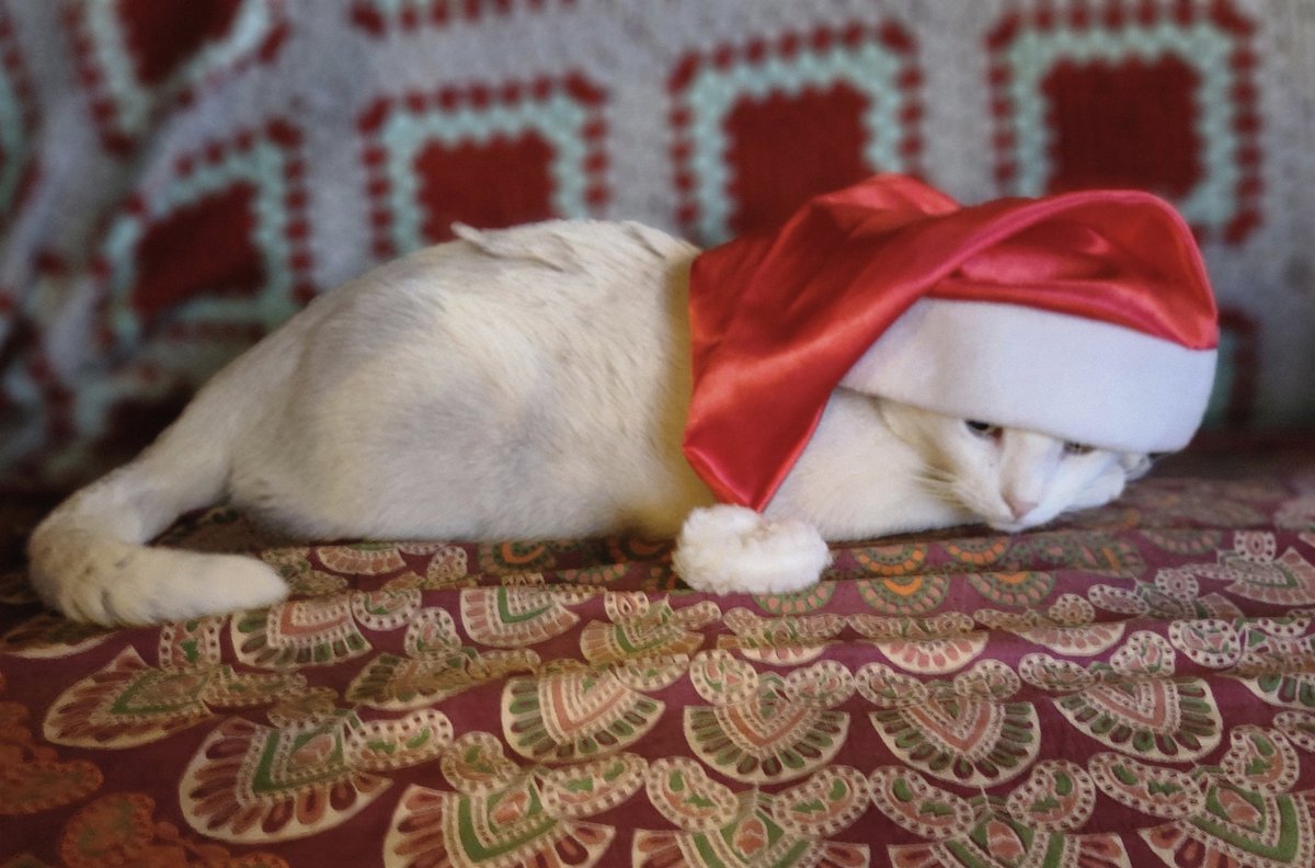 ¡¡¡Feliz Navidad!!! 🎄🤶

Que tengan una linda celebración, más que pedir cosas hoy es tiempo de cuidar lo que tenemos, valorar lo bueno y atesorarlo, hoy es día de agradecer.

Mucho amor para ustedes ❤️ 

Foto: Algodón, el gato más hermoso de la comarca 😻