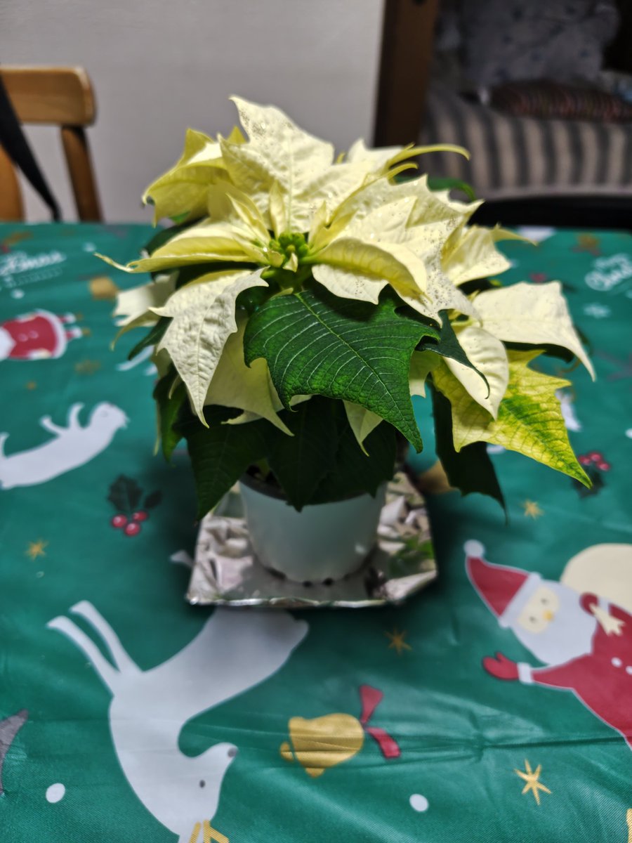 幸せを祈って・・・・・🎄💫💖