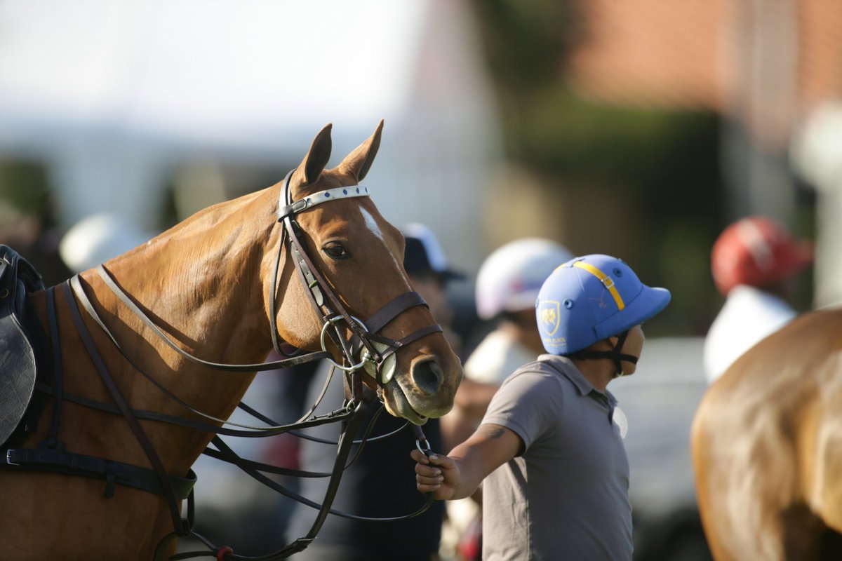 National Polo Center tweet media