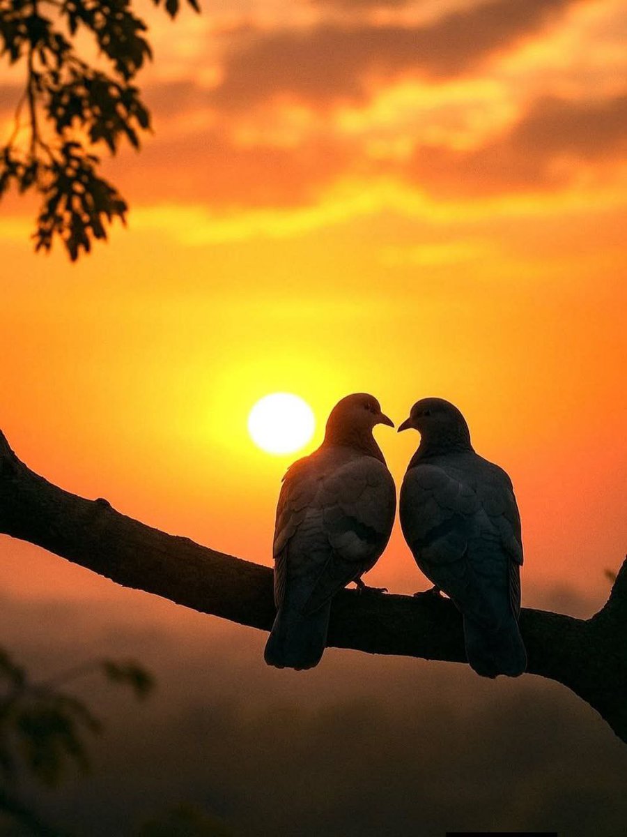 Güneşin saç tellerindeki rengi kıskandığını bilirmisin? Ya yağmurdan sonra çıkan toprak kokusunun senin kokunu kıskandığını, sesindeki o eşsiz melodiyi kuşların kıskanmasını