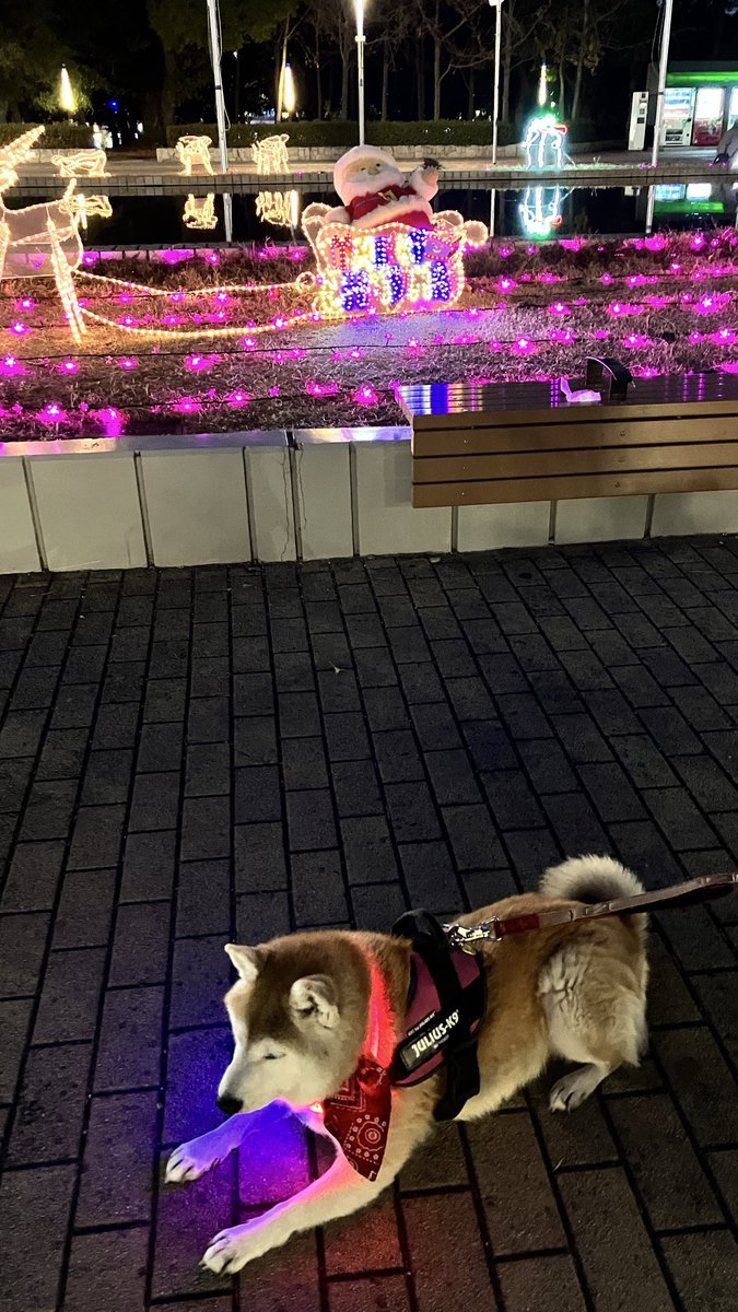 FuwaCocoDogs's tweet photo. メリークリスマス🎄 https://t.co/kRCGh0lIt3