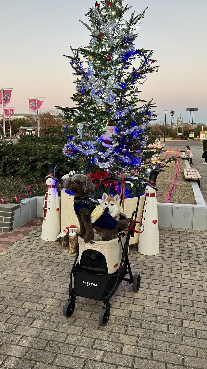 FuwaCocoDogs's tweet photo. メリークリスマス🎄 https://t.co/kRCGh0lIt3
